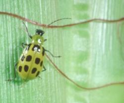 Southern Corn Rootwom Adult Southern Corn Rootwom Adult