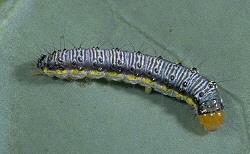 Cross-Striped Cabbageworm Cross-Striped Cabbageworm
