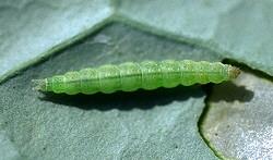 Diamondback moth larvae Diamondback moth larvae