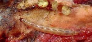 European corn borer larva European corn borer larva