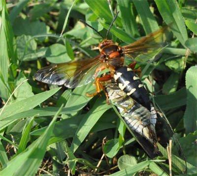 Cicada Fêmea Vespa Assassina Vespa