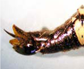 Cicada Killer Stinger