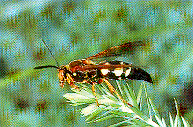 Cicada Killer Wasp Cicada Killer Wasp