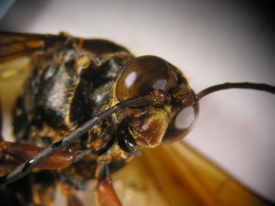 Cabeza del asesino de la cigarra