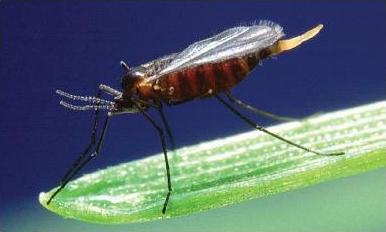 Hessian Fly Adult Hessian Fly Adult