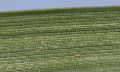 Hessian fly eggs Hessian fly eggs