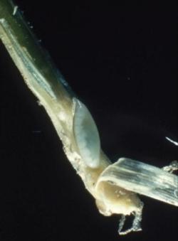 Larva Larva