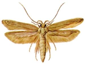 Angoumois grain moth (AGM) 