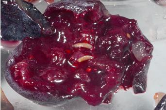 SWD larvae in a blueberry SWD larvae in a blueberry