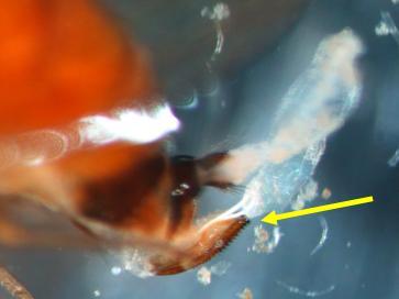 Tip of the female SWD abdomen with the arrow Tip of the female SWD abdomen with the arrow