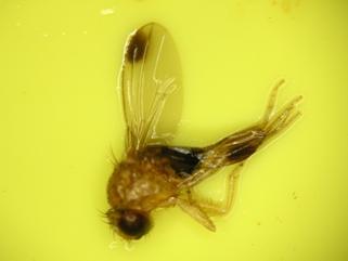 Male spotted wing Drosophila with Male spotted wing Drosophila with