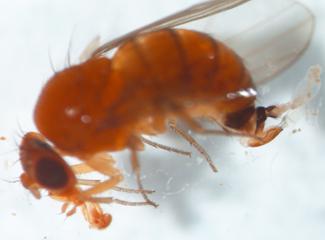 Spotted wing drosophila female displaying enlarged ovipositor, characteristic body color and abdominal banding. Spotted wing drosophila female displaying enlarged ovipositor, characteristic body color and abdominal banding.