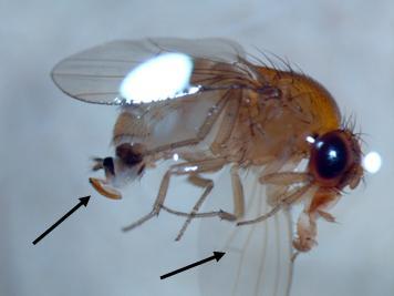 A SWD female with the arrow pointing A SWD female with the arrow pointing