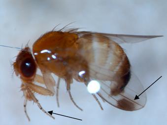 A male SWD showing the wing spot and front legs 'banding.' A male SWD showing the wing spot and front legs 'banding.'