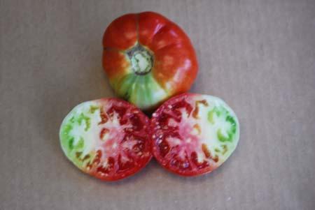 Silverleaf Whitefly: Effect on Tomato Silverleaf Whitefly: Effect on Tomato