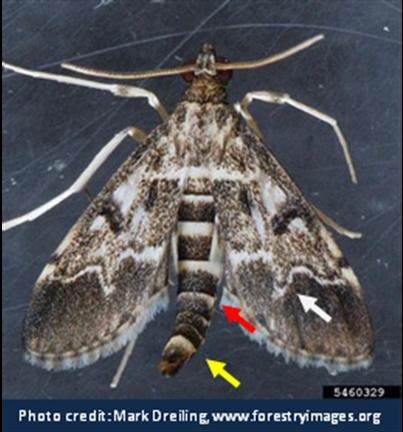 European Pepper Moth European Pepper Moth