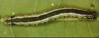 Cankerworm Cankerworm