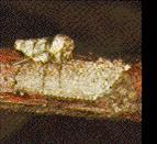 Cankerworm: Adult Female and Eggs Cankerworm: Adult Female and Eggs