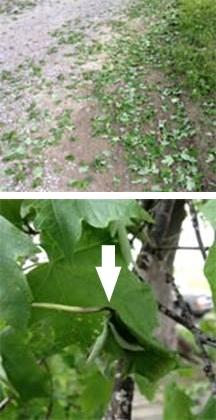 Maple Petiole Borer: Signs and Symptoms Maple Petiole Borer: Signs and Symptoms