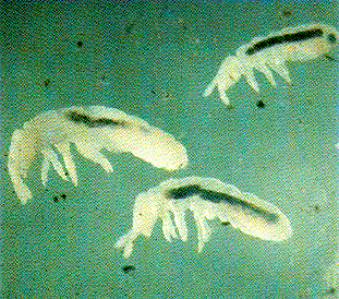Springtails Springtails