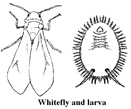 Whitefly and Larva Whitefly and Larva