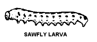 Pine Sawfly Larva Pine Sawfly Larva