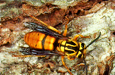 Yellow Jacket Yellow Jacket