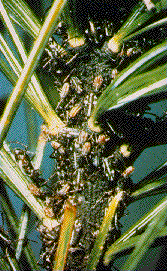 Pine Aphids Pine Aphids