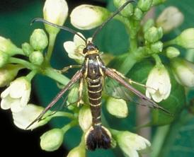 Male Peachtree Borer Male Peachtree Borer