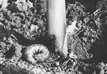 cutworm coiled into a "c" shape cutworm coiled into a "c" shape