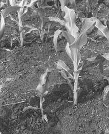 Corn regrowth following cutworm damage