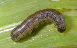 FAW Larva FAW Larva