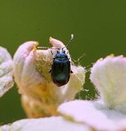 Grape Flea Beetle Grape Flea Beetle