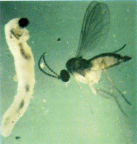 Fungus Gnat Fungus Gnat