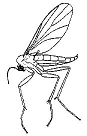 Fungus Gnat Drawing Fungus Gnat Drawing