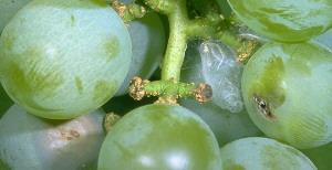 Grape Berry Moth Damage Grape Berry Moth Damage
