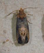 Grape Berry Moth Grape Berry Moth