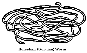download horse hair worms in humans
