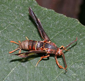 Grape Root Borer Adult Grape Root Borer Adult