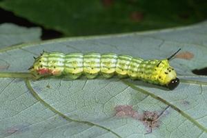 Greenstriped mapleworm larva Greenstriped mapleworm larva