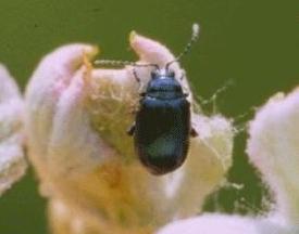 Grape Flea Beetle Grape Flea Beetle