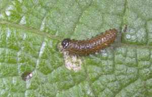 Grape Flea Beetle Larva Grape Flea Beetle Larva