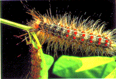 Gypsy Moth Larva Gypsy Moth Larva