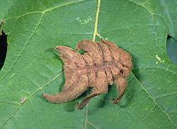 Hag Moth Caterpillar Hag Moth Caterpillar