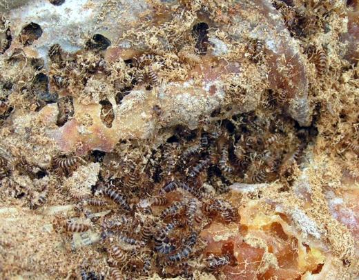 Larder beetles on dried ham