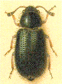 Red-Legged Ham Beetle Red-Legged Ham Beetle