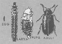 Red-legged ham beetle life cycle Red-legged ham beetle life cycle
