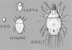 Ham Mite Life Cycle Ham Mite Life Cycle