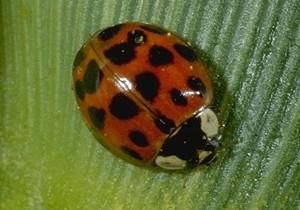 Asian Multicolored Ladybug Asian Multicolored Ladybug