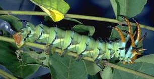Hickory Horned Devil Caterpillar Hickory Horned Devil Caterpillar